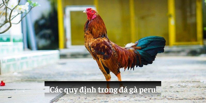 Các quy định trong đá gà peru