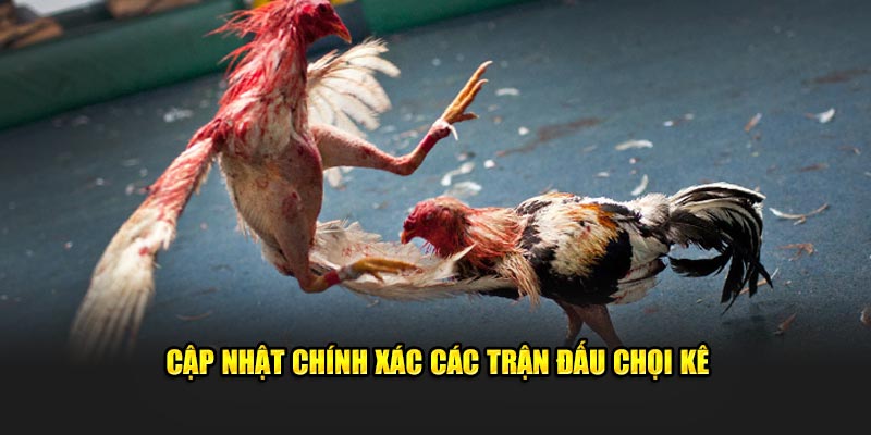 ww88 cập nhật chính xác các trận đấu chọi kê