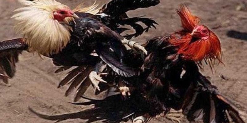 Luật chơi đá gà Campuchia mà hội viên cần lưu tâm