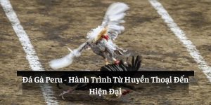 Đá gà Peru nét văn hóa độc đáo