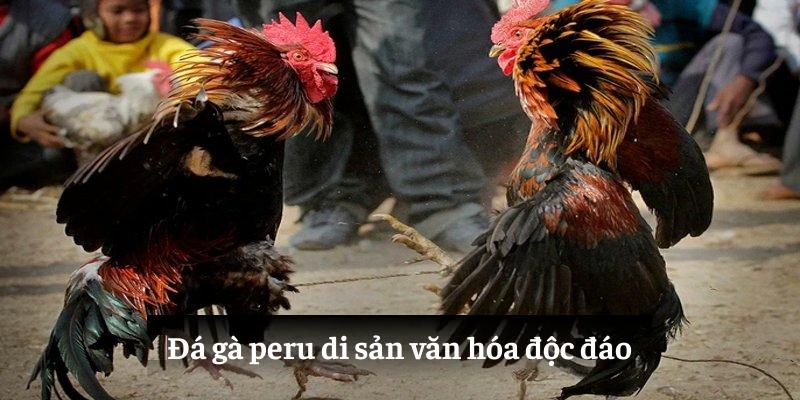 Đá gà Peru nét văn hóa độc đáo