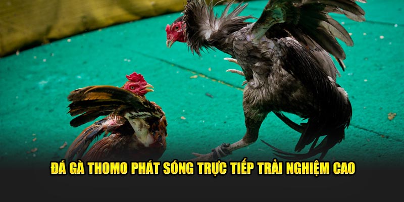 Đá gà Thomo ww88 phát sóng trực tiếp trải nghiệm cao