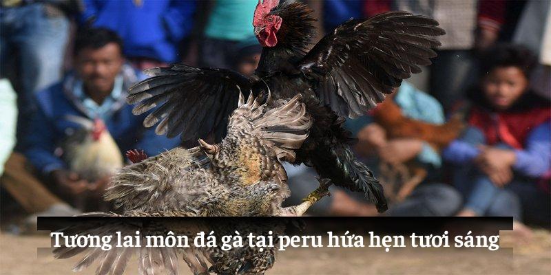 Tương lai môn đá gà tại peru hứa hẹn tươi sáng